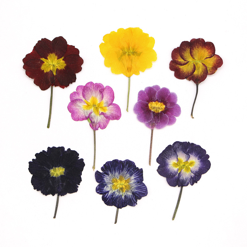Dried Flower Bookmark - 48 pièces de fleurs séchées de