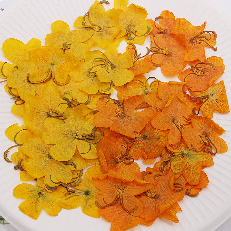 Dried Flower Bookmark - 60 pièces de fleurs de Cassia