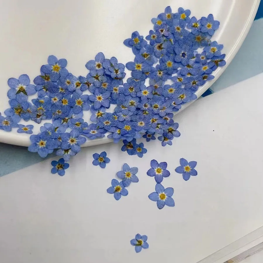 Fleur de Myosotis sylvatica (O - Dried Flower Bookmark avis et prix