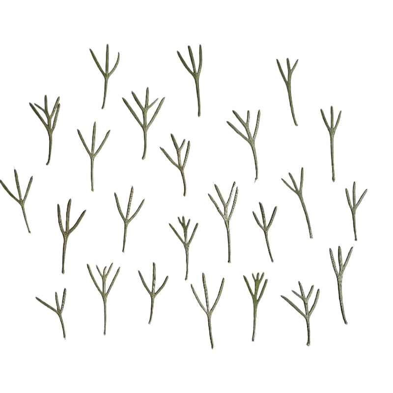 24 pièces, Feuilles d'achillea - Dried Flower Bookmark avis et prix
