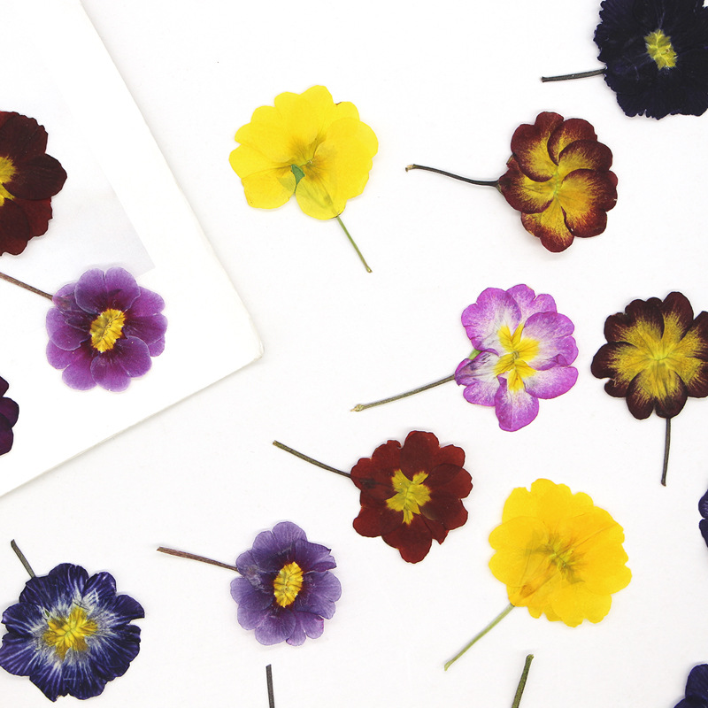 48 pièces de fleurs séchées de - Dried Flower Bookmark avis et prix