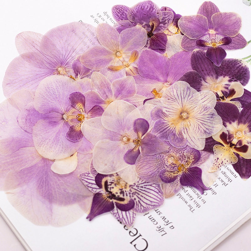 4 têtes de fleurs d'orchidées  - Dried Flower Bookmark avis et prix