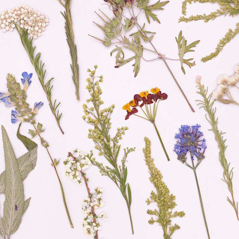Lot de 500 grandes fleurs de f - Dried Flower Bookmark avis et prix