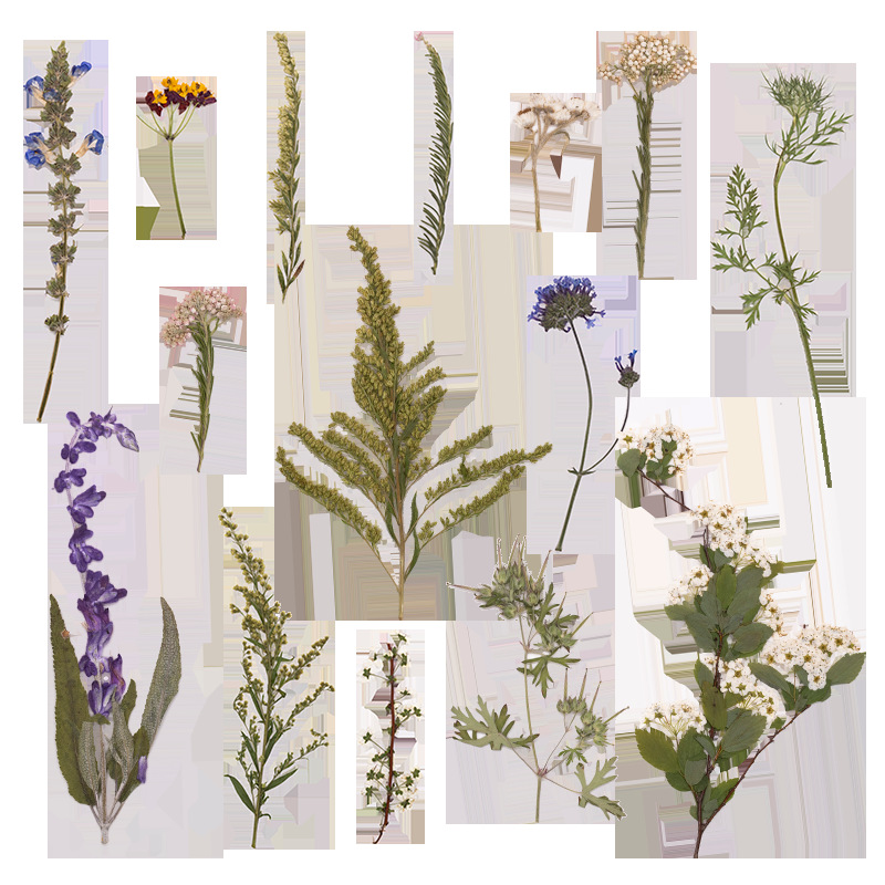 Lot de 500 grandes fleurs de f - Dried Flower Bookmark avis et prix