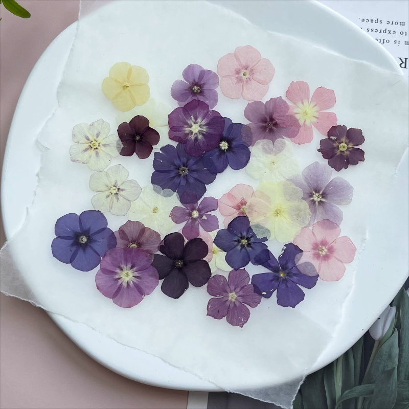 12 pièces, fleurs séchées pres - Dried Flower Bookmark avis et prix