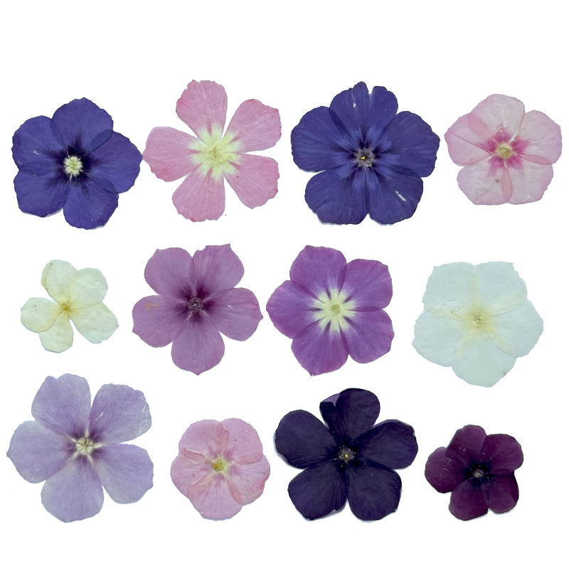 12 pièces, fleurs séchées pres - Dried Flower Bookmark avis et prix